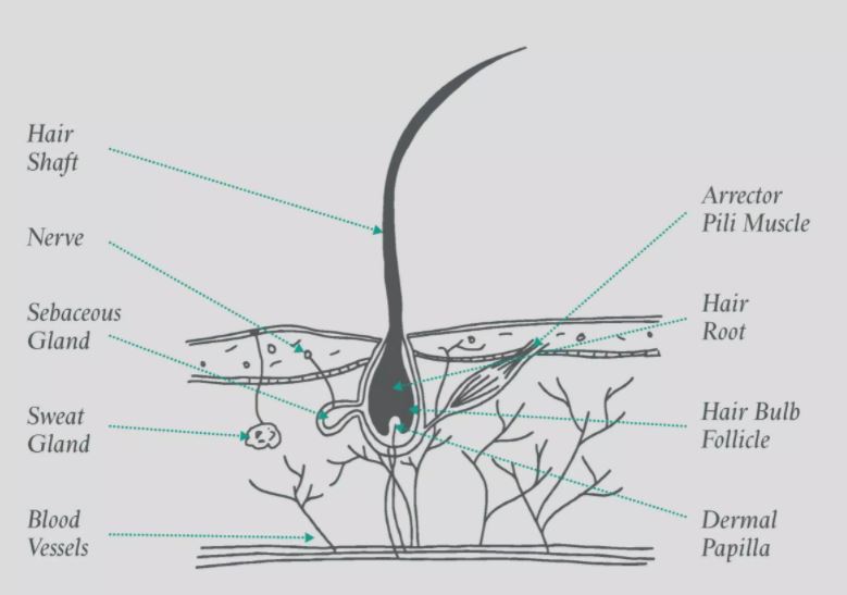 The Hair Structure - Hair Guide