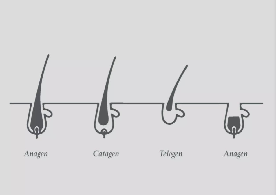 Complete human hair Cycle  Ak Clinics