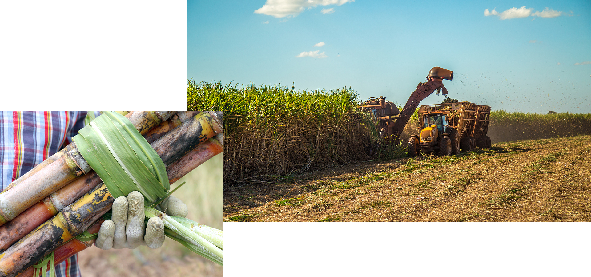 Sugar-Cane-Crops-1920x90