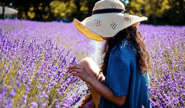 UNDER THE MICROSCOPE: LAVENDER