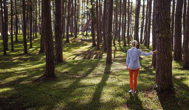 Forest Bathing