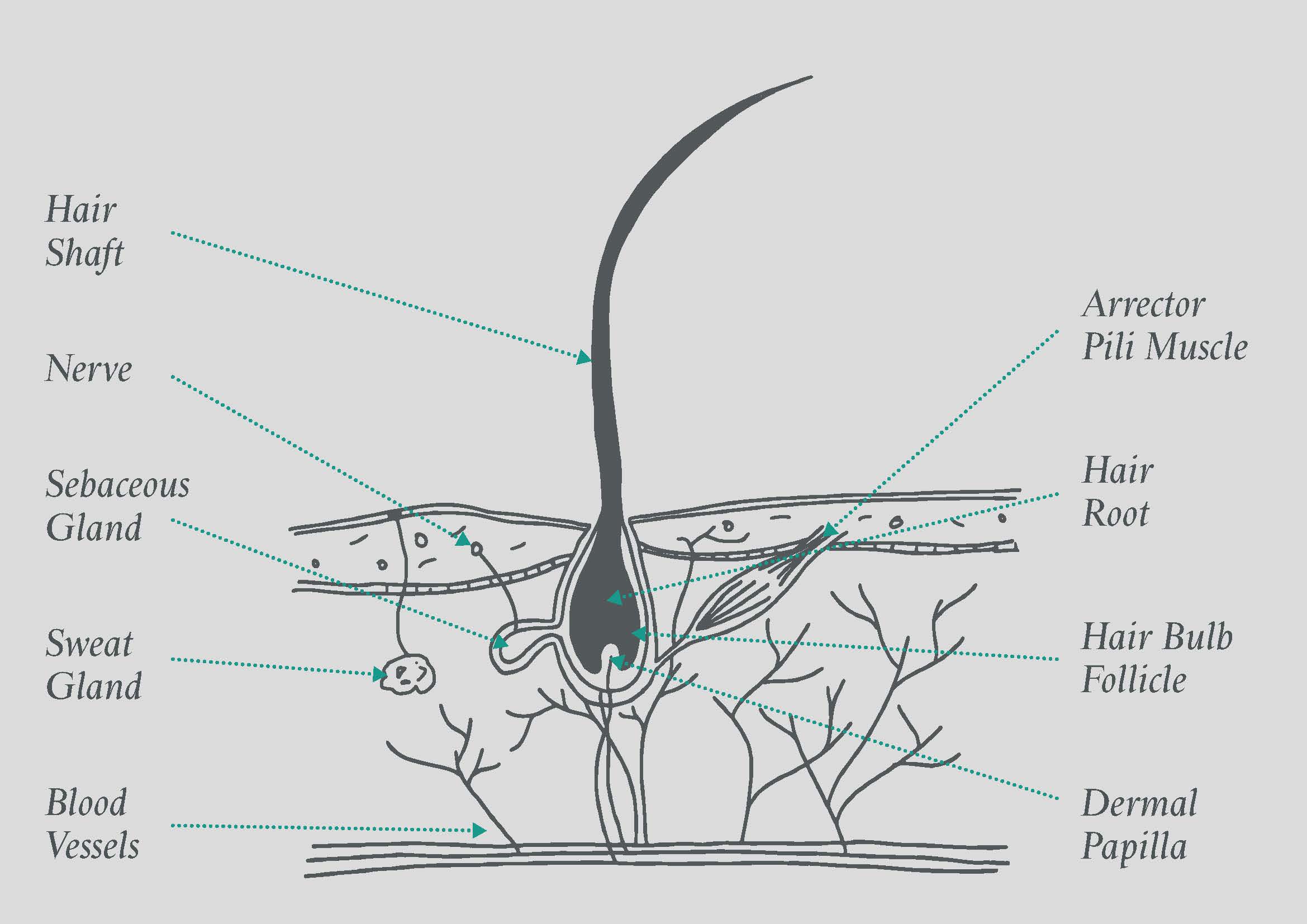 Produce A Chart For Dry Hair And Scalp Conditions