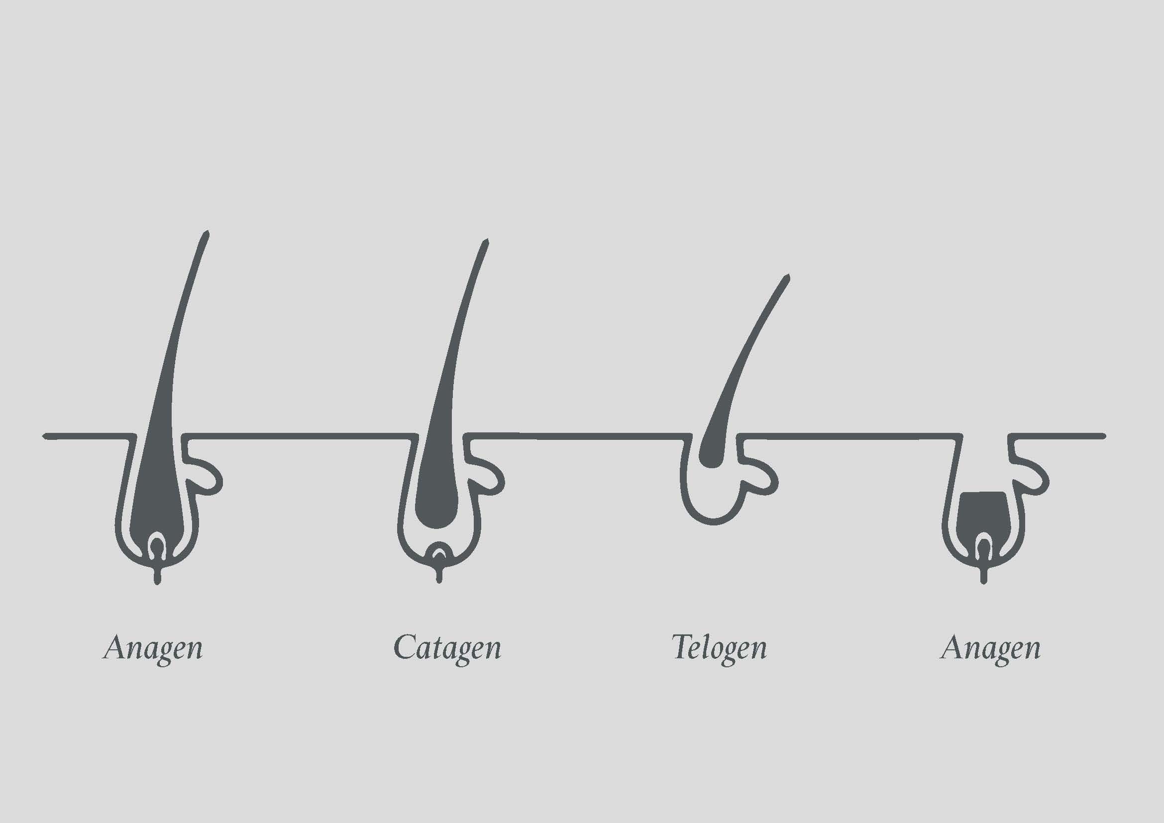 Natural Hair Growth Chart